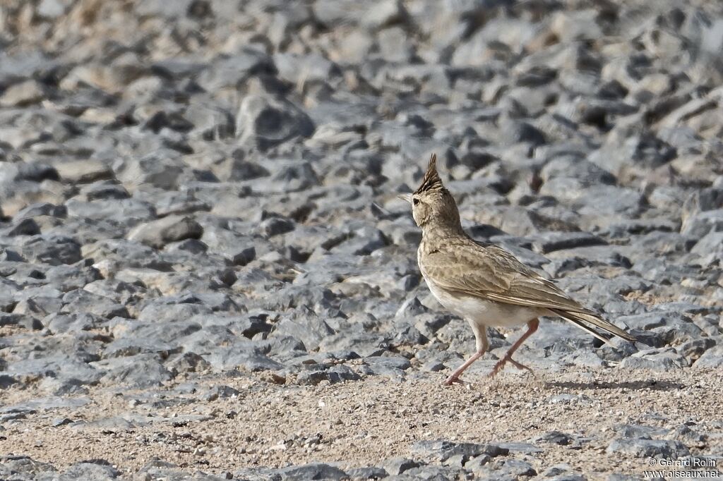 Cochevis huppé