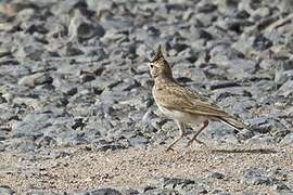 Crested Lark