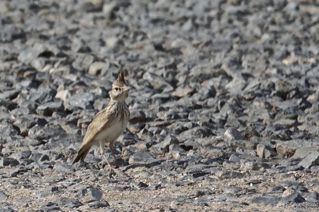 Crested Lark