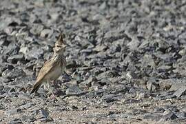 Crested Lark