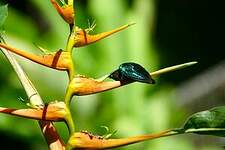 Colibri madère