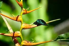 Purple-throated Carib