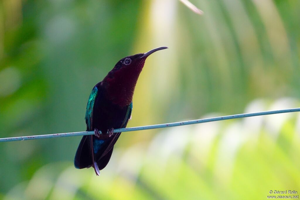 Purple-throated Carib