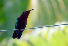 Purple-throated Carib