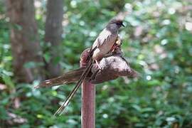 Speckled Mousebird