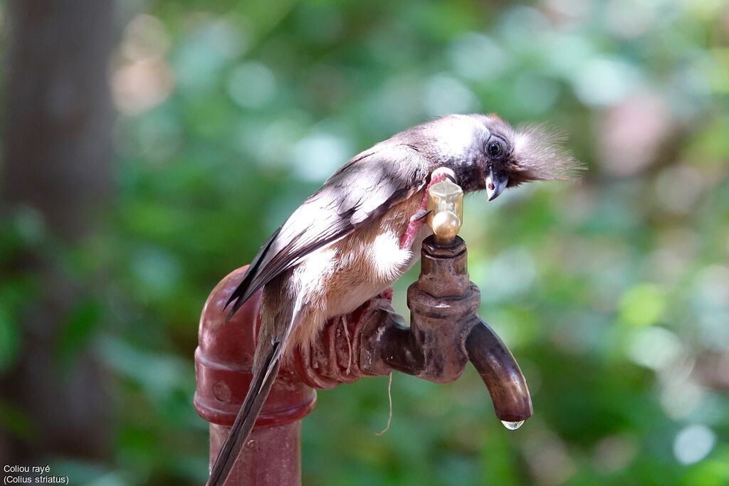 Speckled Mousebird