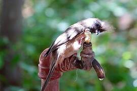 Speckled Mousebird