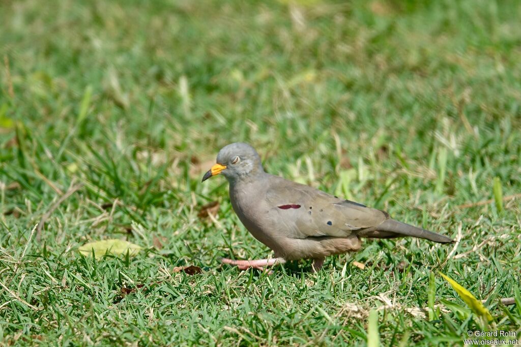 Croaking Ground Dove