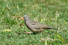 Croaking Ground Dove