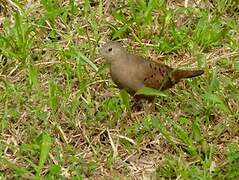 Ruddy Ground Dove