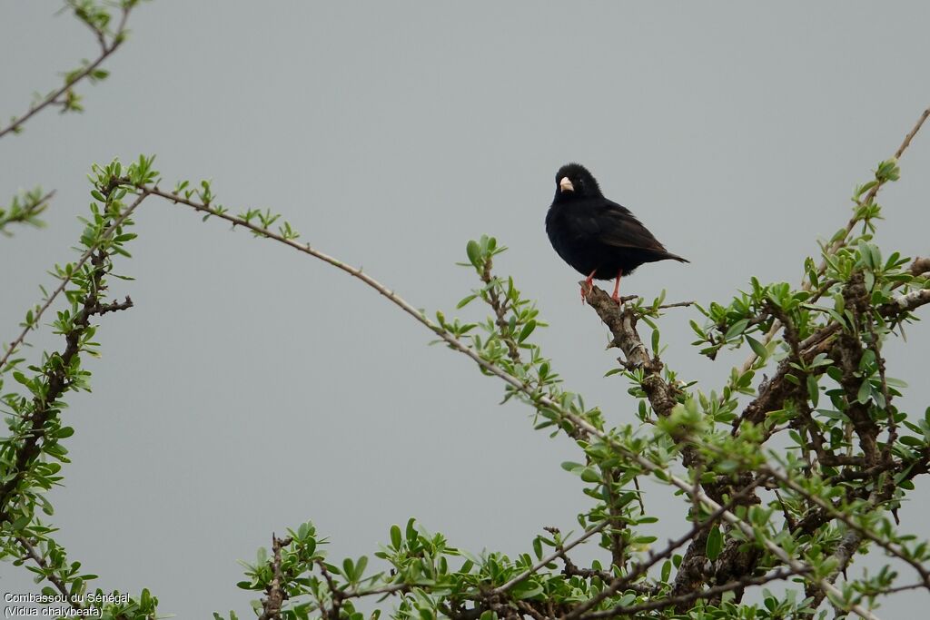 Village Indigobird male adult