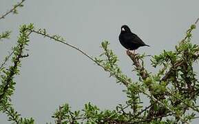 Village Indigobird