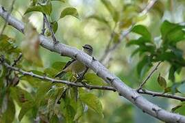 Cinereous Conebill