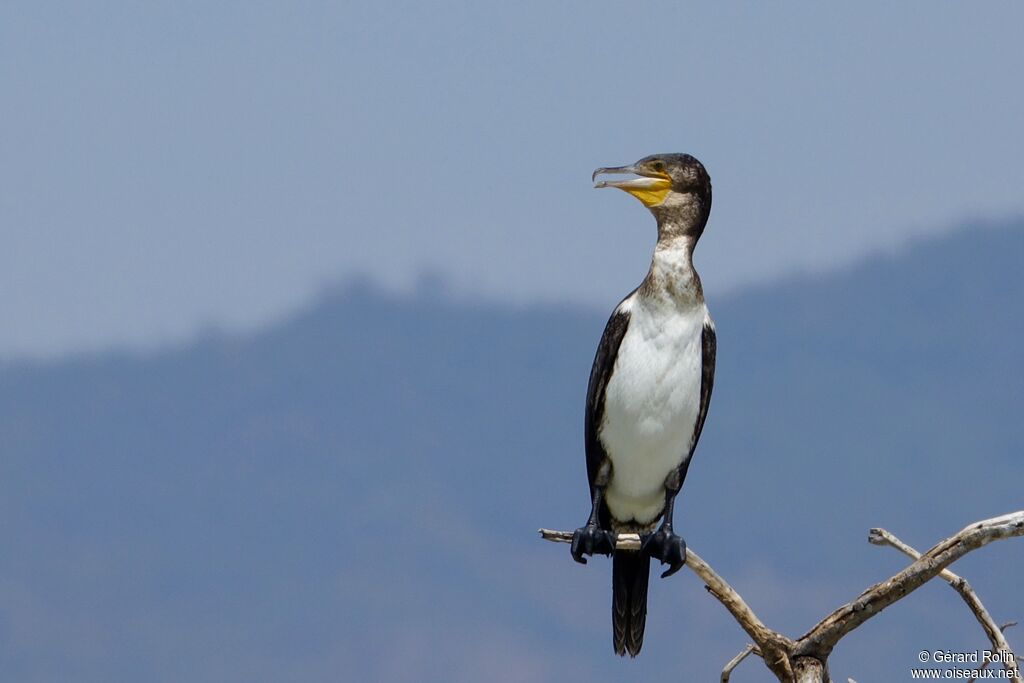 Cormoran à poitrine blanche