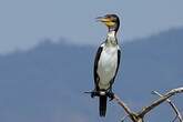 Cormoran à poitrine blanche