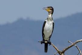 White-breasted Cormorant