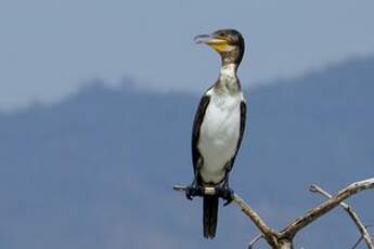 Cormoran à poitrine blanche