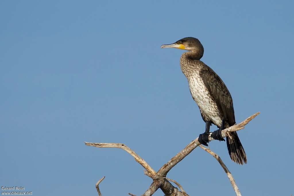 White-breasted CormorantSecond year, identification