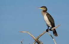 Cormoran à poitrine blanche