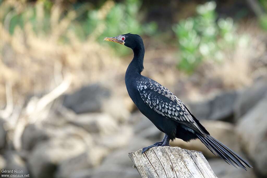 Cormoran africainadulte nuptial, identification