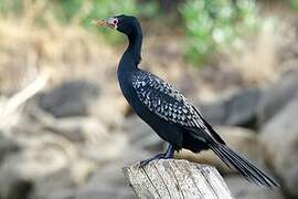 Reed Cormorant