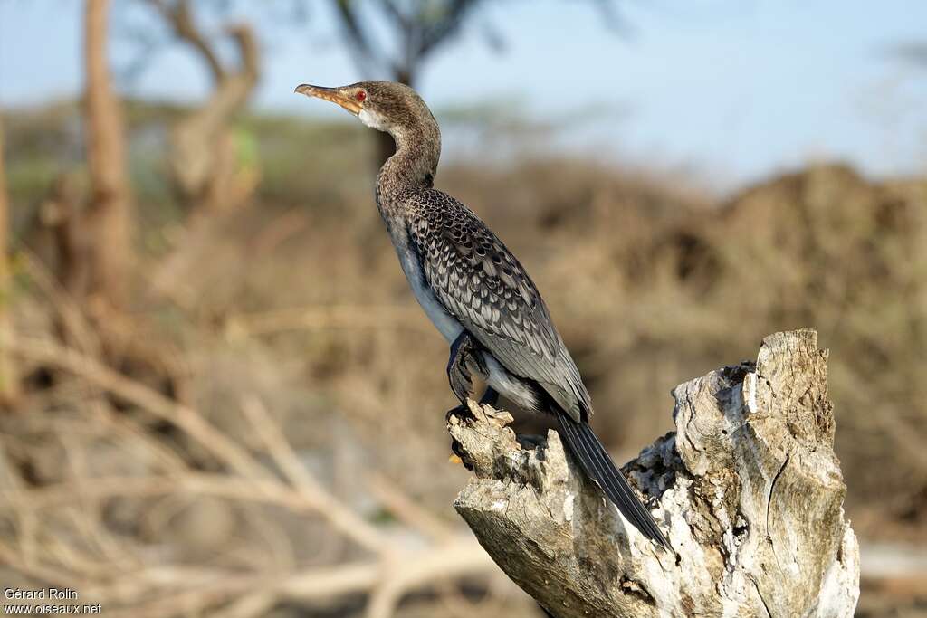 Reed Cormorantimmature, identification