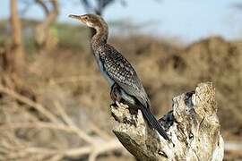 Cormoran africain