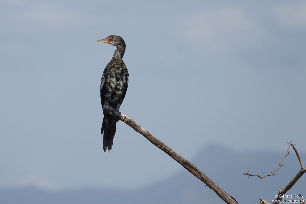 Reed Cormorant