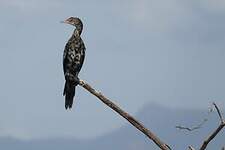 Cormoran africain