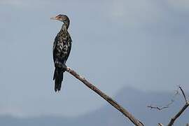 Reed Cormorant