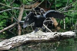 Pygmy Cormorant