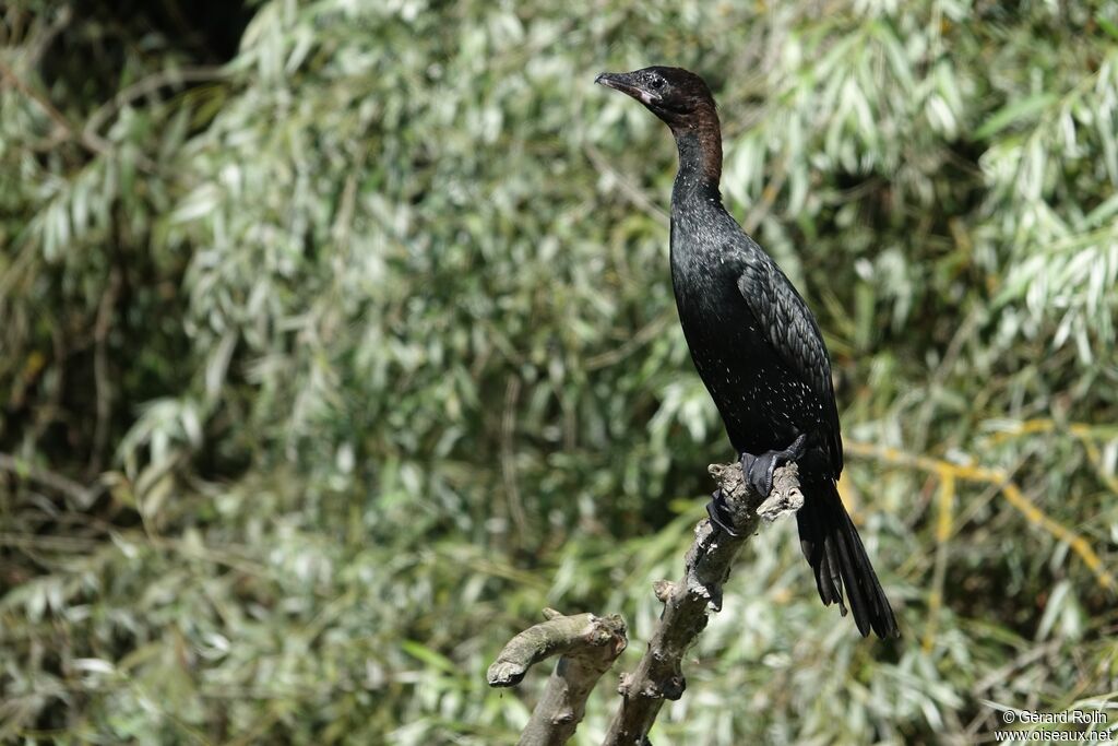 Cormoran pygméeadulte nuptial