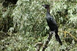 Pygmy Cormorant