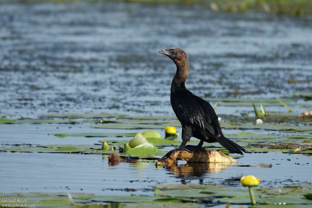 Cormoran pygméeadulte, identification