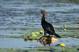 Pygmy Cormorant