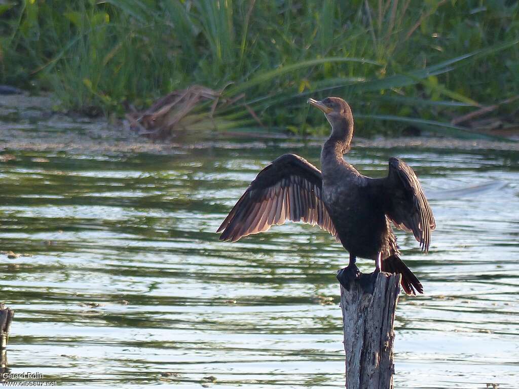 Cormoran viguajuvénile, habitat, pigmentation, Comportement