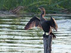 Neotropic Cormorant