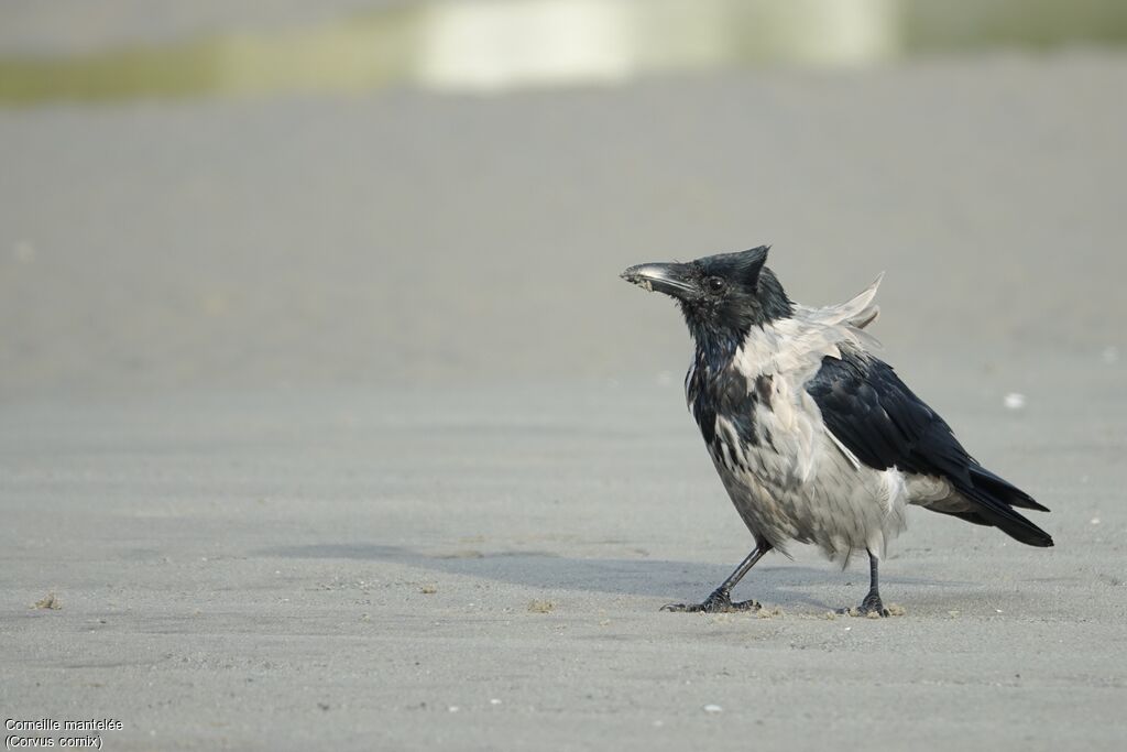 Hooded Crow