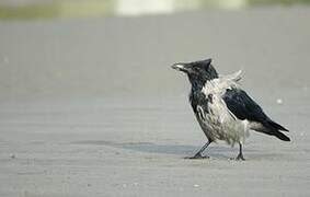 Hooded Crow