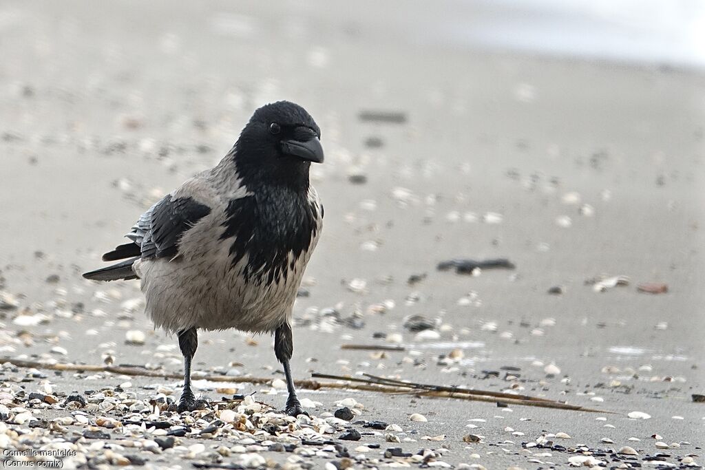 Hooded Crow