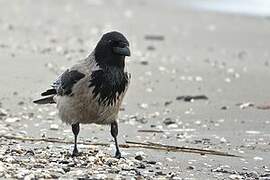 Hooded Crow