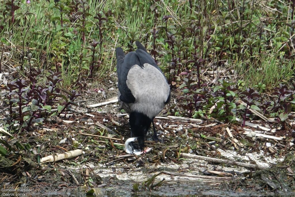 Corneille mantelée, pêche/chasse, mange