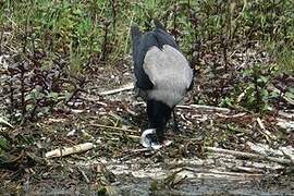 Hooded Crow