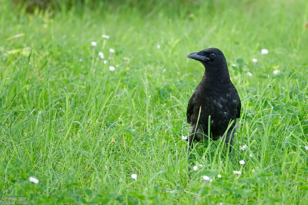 Corneille noire