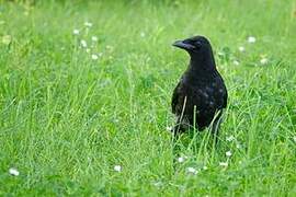 Carrion Crow