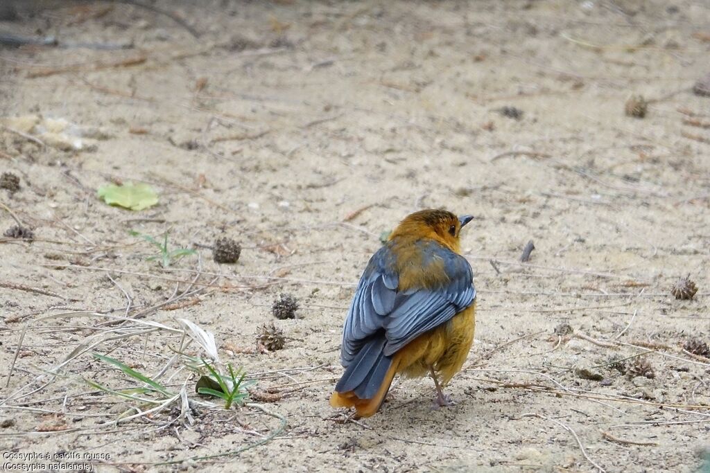 Red-capped Robin-Chat