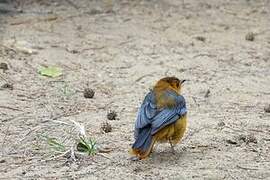 Red-capped Robin-Chat