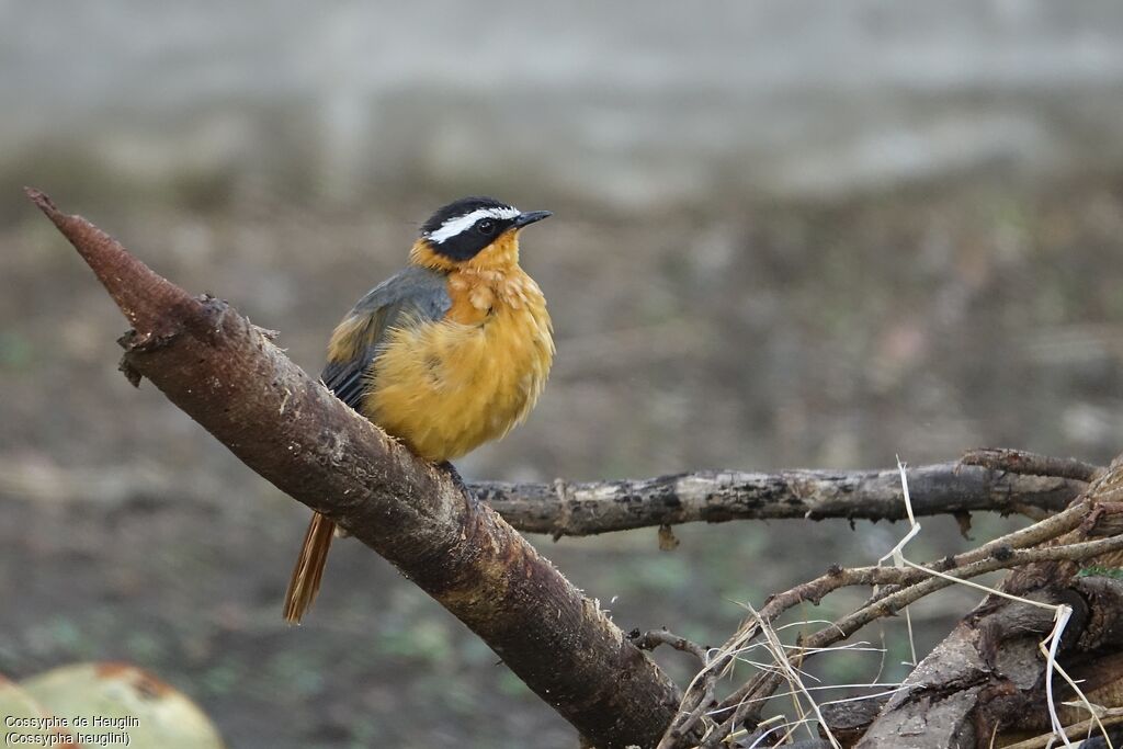 White-browed Robin-Chat