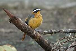 White-browed Robin-Chat