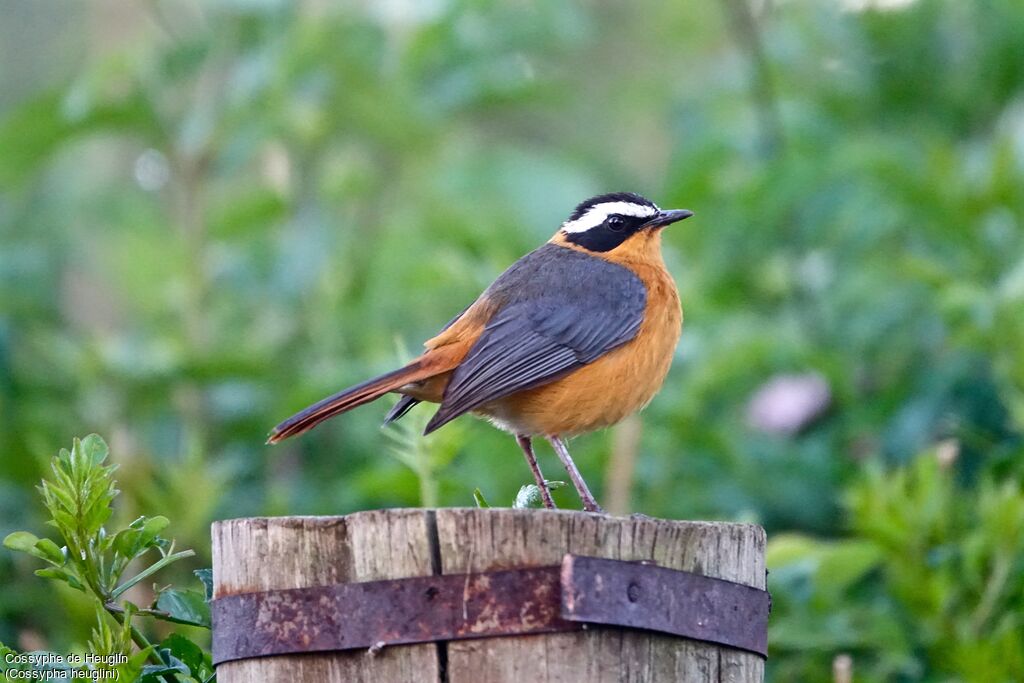 White-browed Robin-Chat